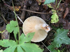 Lactarius pyrogalus