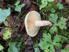 Lactarius pyrogalus
