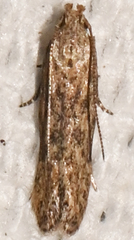 Dichomeris ligulella