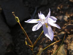 Moraea bipartita
