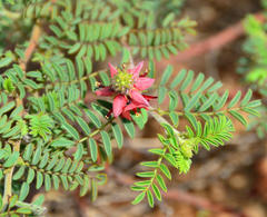 Indigofera comosa