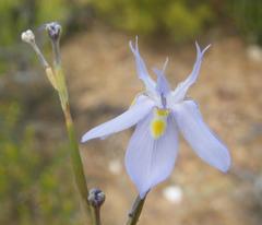 Moraea bipartita