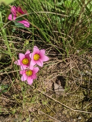Romulea hirsuta