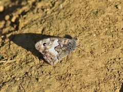 Hipparchia pellucida