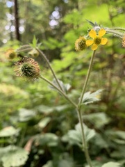 Geum macrophyllum macrophyllum