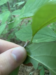 Styrax grandifolius