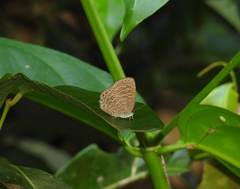 Poritia sumatrae