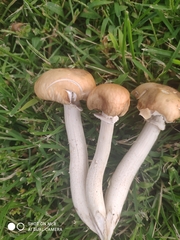 Agrocybe