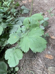 Geum macrophyllum macrophyllum