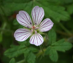 Geranium caffrum