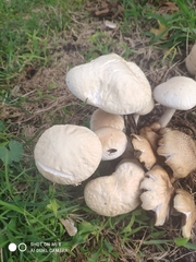 Agrocybe