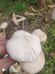 Agrocybe