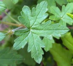 Geranium caffrum
