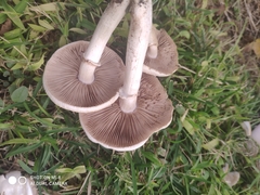 Agrocybe