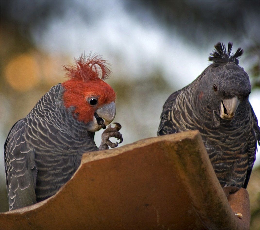 Gang-gang cockatoo - Wikipedia