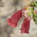 Erica strigilifolia strigilifolia - Photo (c) Nicola van Berkel, algunos derechos reservados (CC BY-SA)