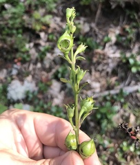 Pyrrhia aurantiago