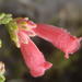 Erica strigilifolia strigilifolia - Photo (c) Nicola van Berkel, μερικά δικαιώματα διατηρούνται (CC BY-SA), uploaded by Nicola van Berkel