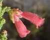 Erica strigilifolia strigilifolia - Photo (c) Nicola van Berkel, algunos derechos reservados (CC BY-SA), subido por Nicola van Berkel