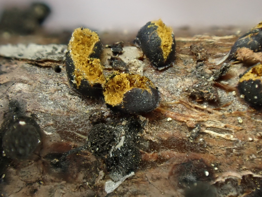 Trichia alpina