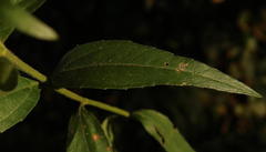 Melanthera scandens scandens