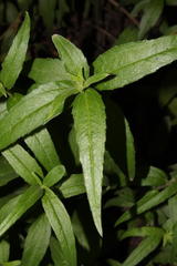 Melanthera scandens scandens