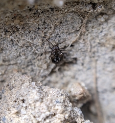 Saldidae