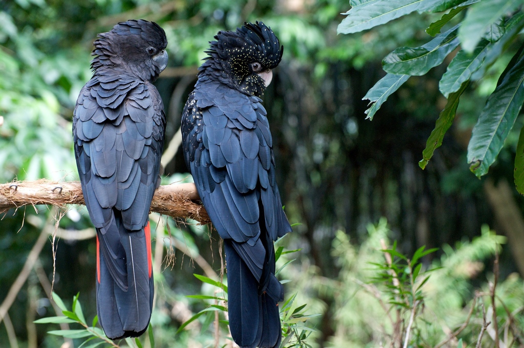 Red-Tailed Black Cockatoo