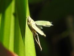 Entomophthoraceae