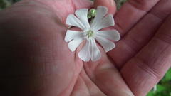 Silene undulata undulata