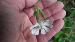 Silene undulata undulata