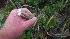 Silene undulata undulata