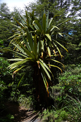 Cordyline indivisa