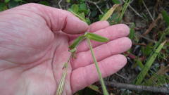 Silene undulata undulata