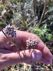 Limonium tomentellum