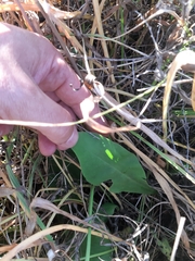 Limonium tomentellum