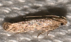 Dichomeris ligulella