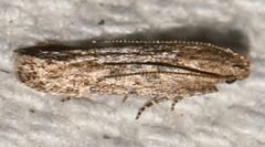Dichomeris ligulella