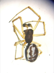 Neriene peltata
