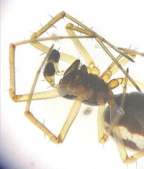 Neriene peltata