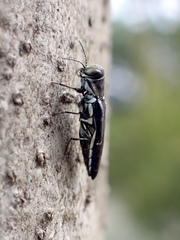 Agrilus bilineatus