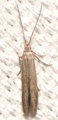 Coleophora quadruplex