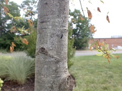 Agrilus bilineatus