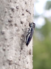 Agrilus bilineatus