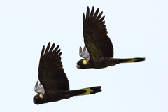 Yellow-Tailed Black-Cockatoo photo 2