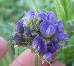 Psoralea sericea