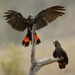 Kiiltokakadu - Photo (c) Bowerbirdaus, osa oikeuksista pidätetään (CC BY-SA)