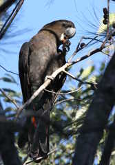 Glossy Black-Cockatoo photo 4