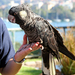 Carnaby's Black-Cockatoo - Photo (c) Brenda Clarke, some rights reserved (CC BY)
