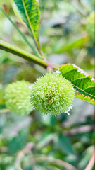 Hyptis capitata
